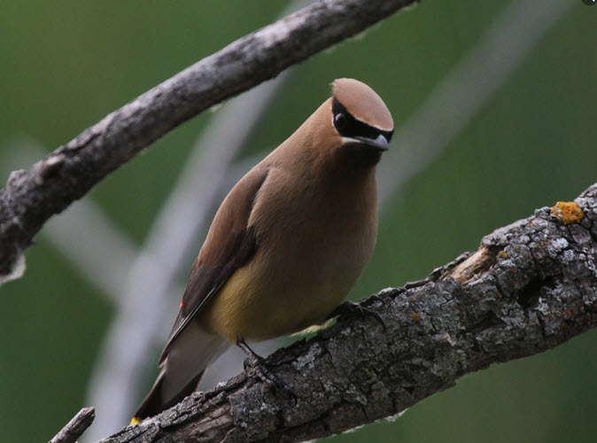 10_bird.jpg