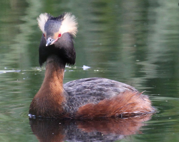 12-bird.jpg