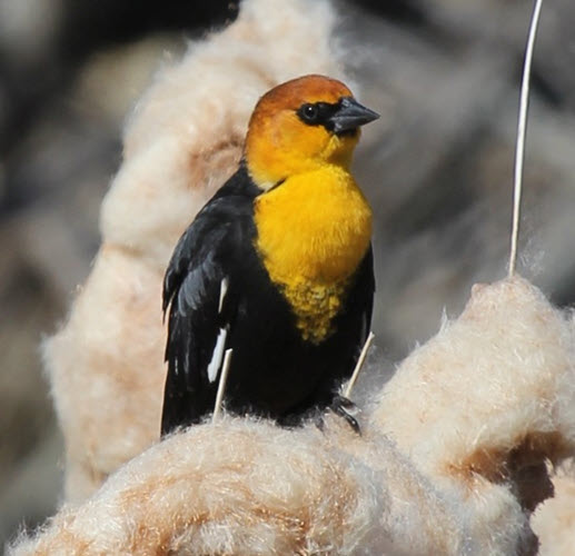 13-bird.jpg