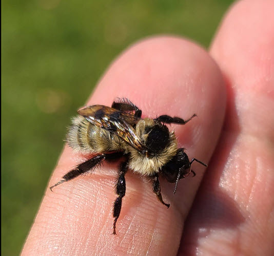 18-bee.jpg